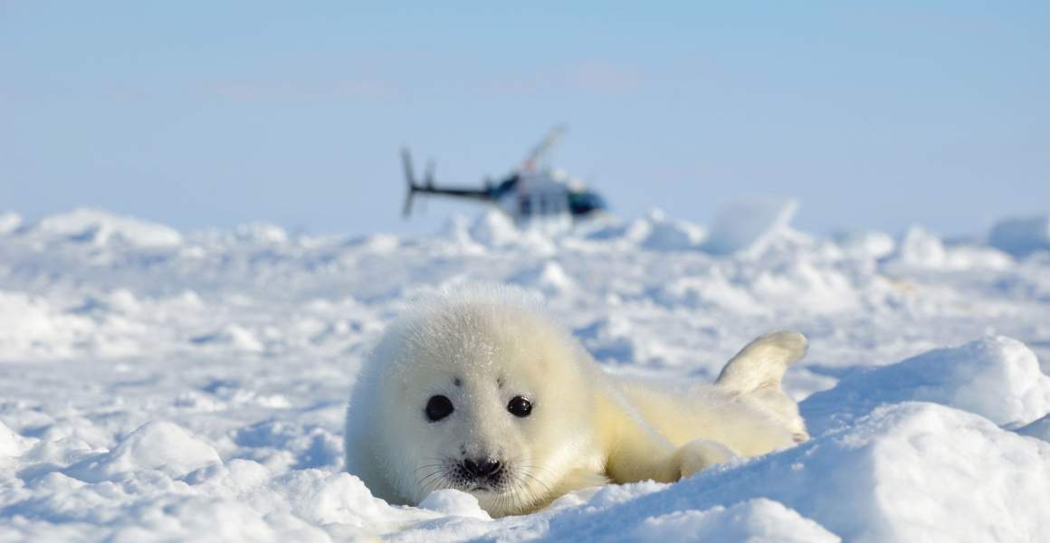 AirSprint | Newborn harp seal 